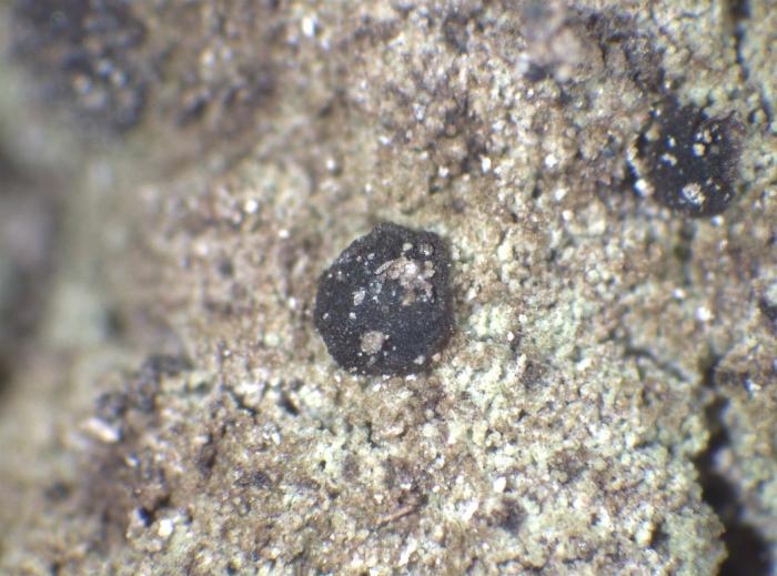 Placynthiella icmalea (Ach.) Coppins & P. James, 1984