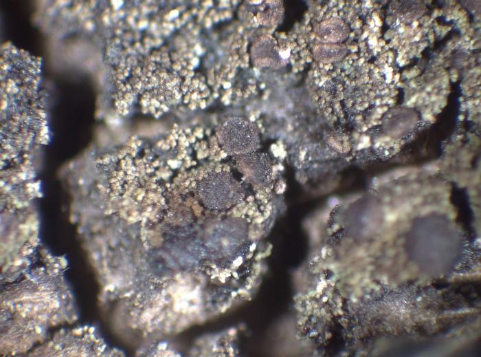 Placynthiella icmalea (Ach.) Coppins & P. James, 1984