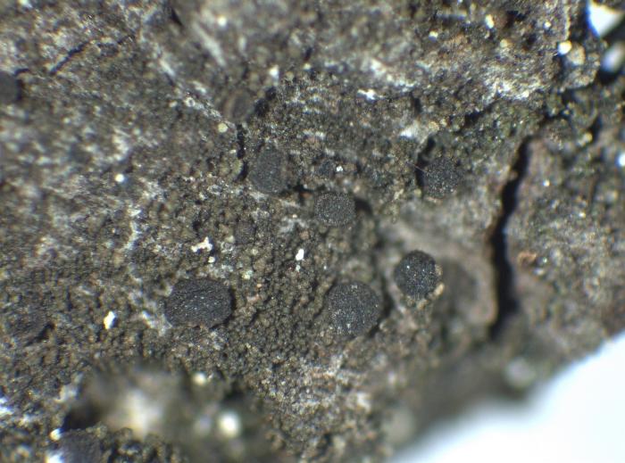 Placynthiella icmalea (Ach.) Coppins & P. James, 1984