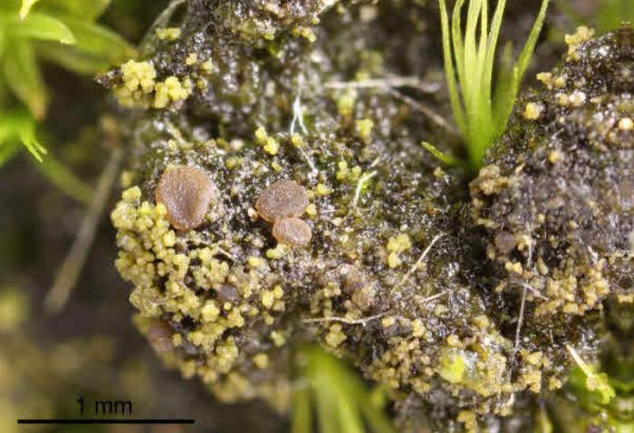 Placynthiella icmalea (Ach.) Coppins & P. James, 1984