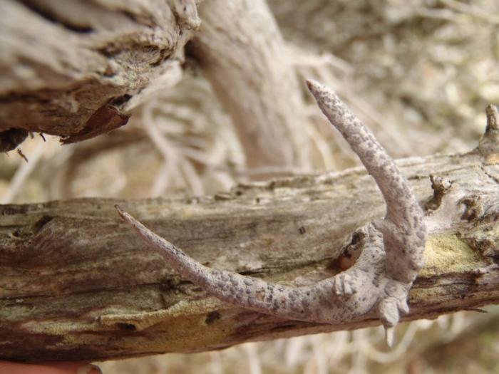 © Curtis Randall Björk