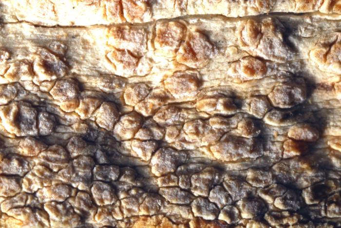 © Domenico Puntillo