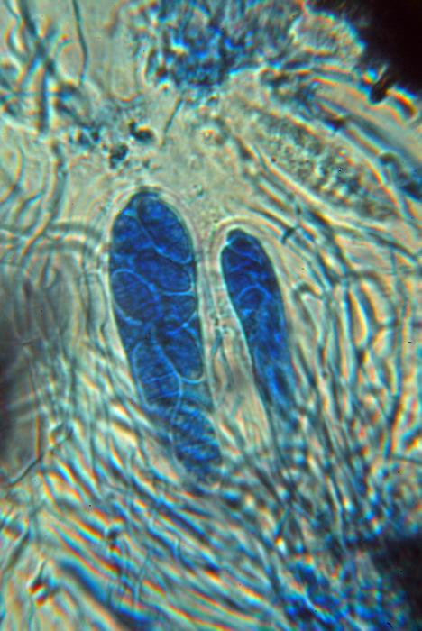 © Domenico Puntillo