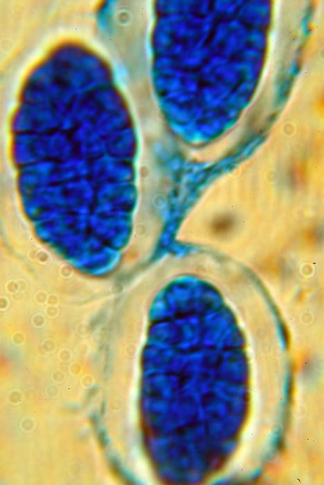 © Domenico Puntillo