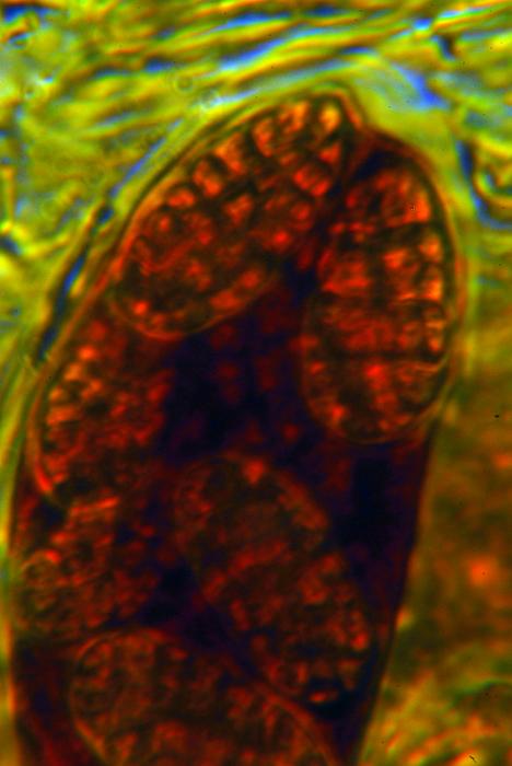 © Domenico Puntillo