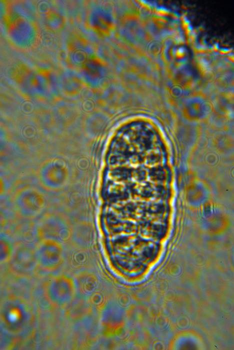 © Domenico Puntillo