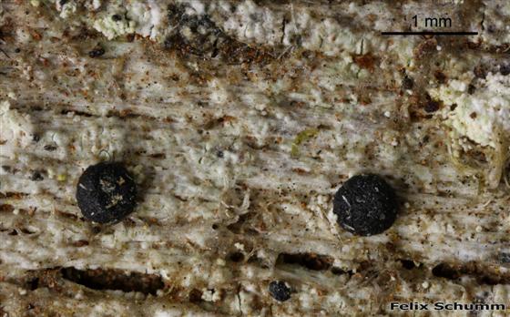 Mycoblastus affinis (Schaer.) T. Schauer, 1964