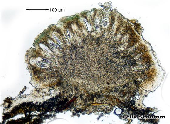 Mycoblastus affinis (Schaer.) T. Schauer, 1964