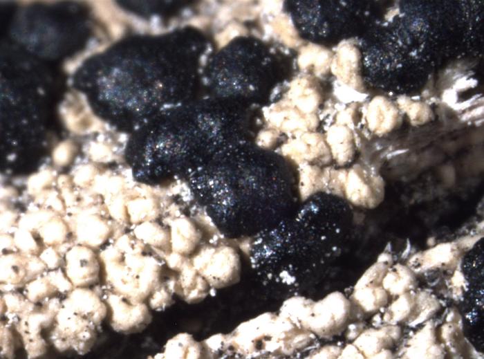 Mycoblastus affinis (Schaer.) T. Schauer, 1964