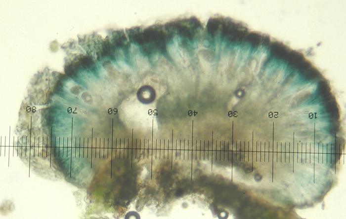Mycoblastus affinis (Schaer.) T. Schauer, 1964