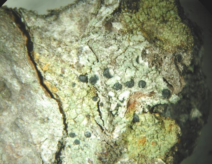 Mycoblastus affinis (Schaer.) T. Schauer, 1964