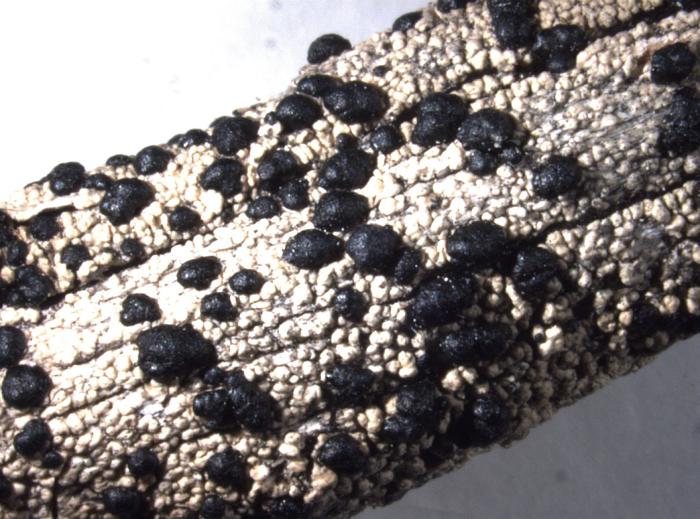 Mycoblastus affinis (Schaer.) T. Schauer, 1964