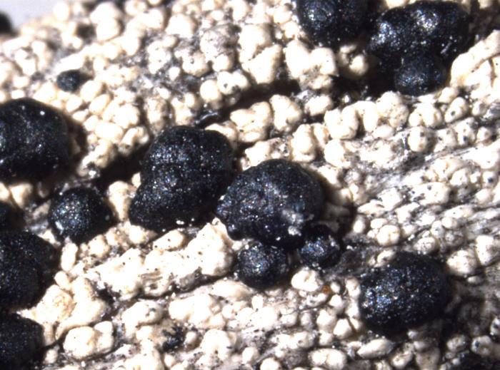 Mycoblastus affinis (Schaer.) T. Schauer, 1964