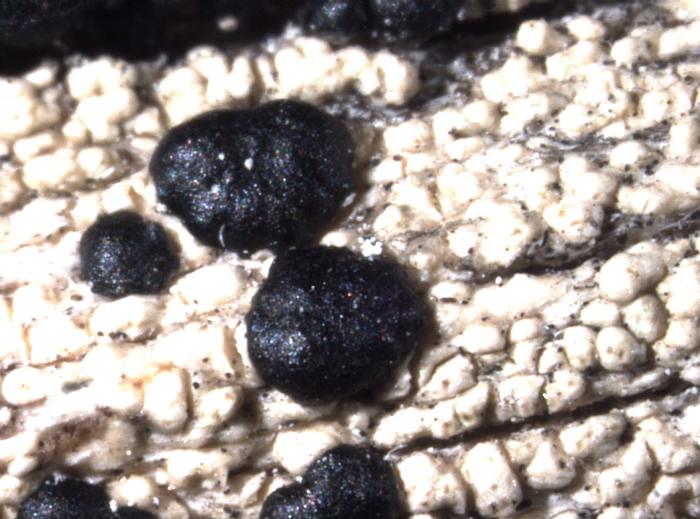 Mycoblastus affinis (Schaer.) T. Schauer, 1964