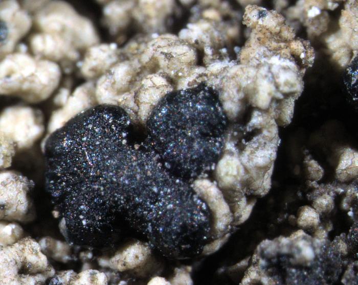 Mycoblastus affinis (Schaer.) T. Schauer, 1964