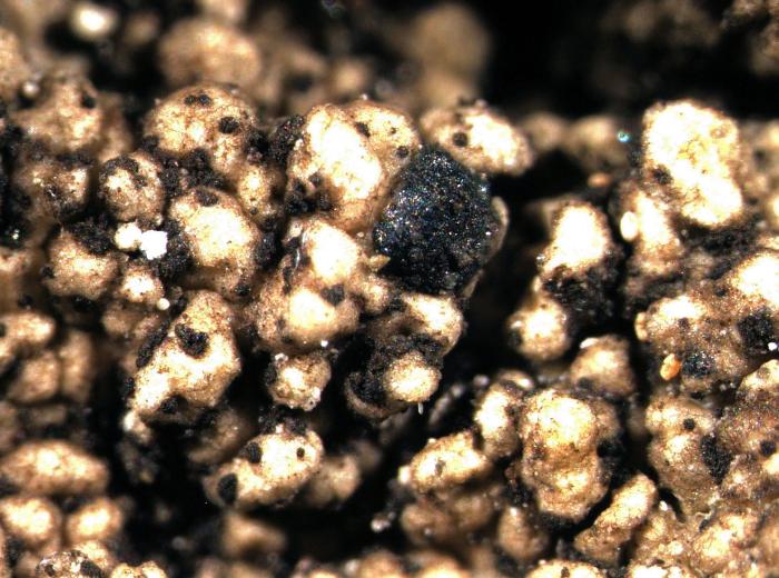 Mycoblastus affinis (Schaer.) T. Schauer, 1964