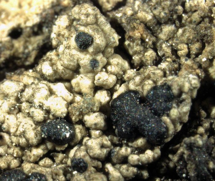 Mycoblastus affinis (Schaer.) T. Schauer, 1964