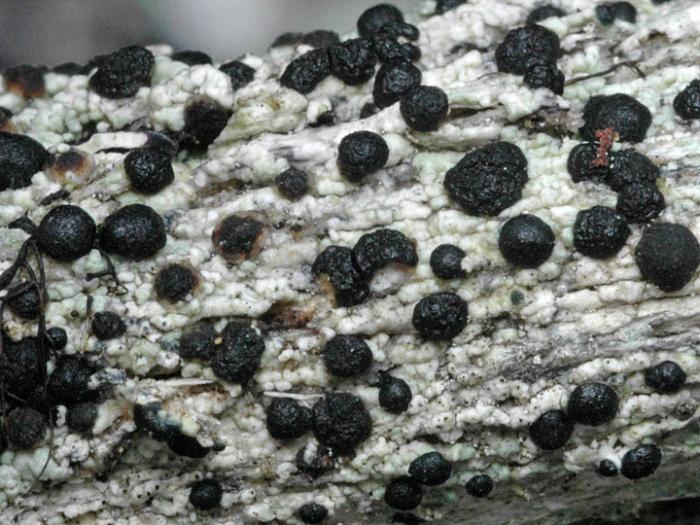 Mycoblastus affinis (Schaer.) T. Schauer, 1964