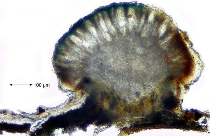Mycoblastus affinis (Schaer.) T. Schauer, 1964