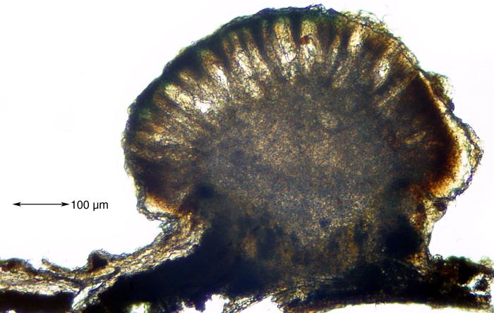 Mycoblastus affinis (Schaer.) T. Schauer, 1964