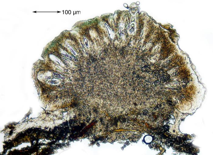 Mycoblastus affinis (Schaer.) T. Schauer, 1964