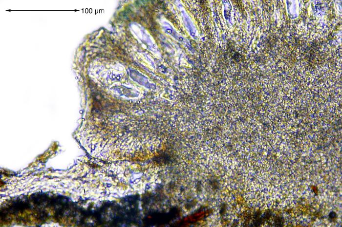 Mycoblastus affinis (Schaer.) T. Schauer, 1964