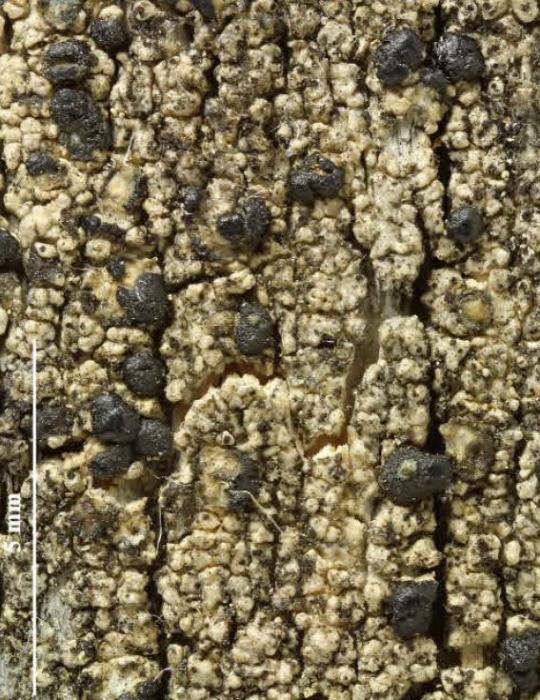 Mycoblastus affinis (Schaer.) T. Schauer, 1964