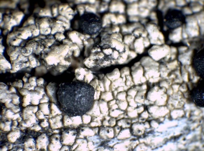 Mycoblastus affinis (Schaer.) T. Schauer, 1964