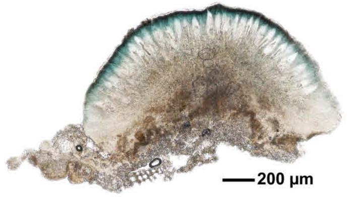 Mycoblastus affinis (Schaer.) T. Schauer, 1964