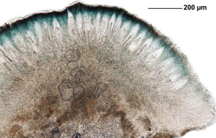 Mycoblastus affinis (Schaer.) T. Schauer, 1964