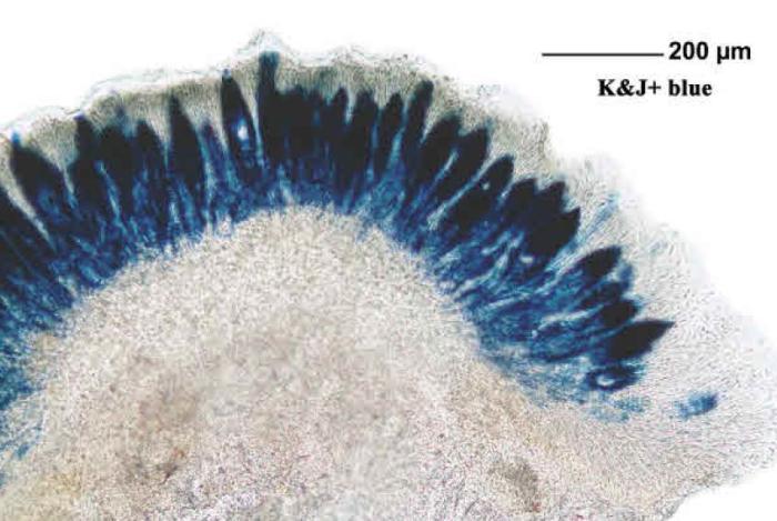 Mycoblastus affinis (Schaer.) T. Schauer, 1964