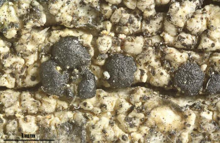Mycoblastus affinis (Schaer.) T. Schauer, 1964