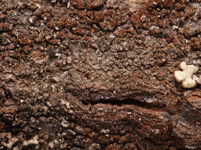 Placynthiella dasaea (Stirt.) Tønsberg, 1992