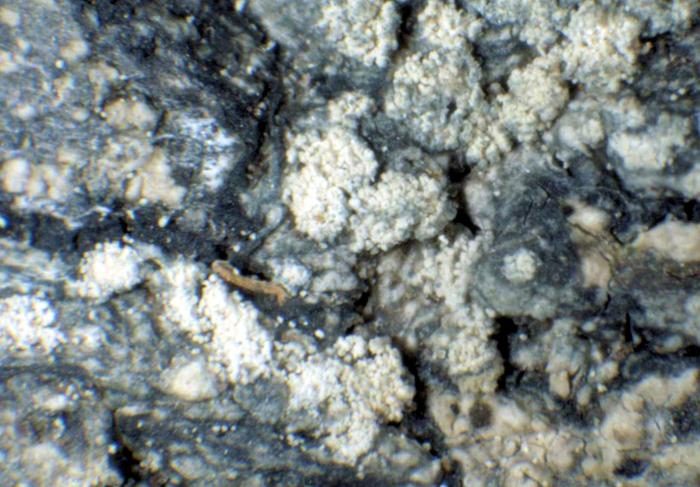 Mycoblastus caesius (Coppins & P. James) Tønsberg, 1992