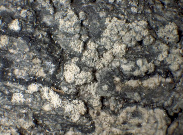 Mycoblastus caesius (Coppins & P. James) Tønsberg, 1992
