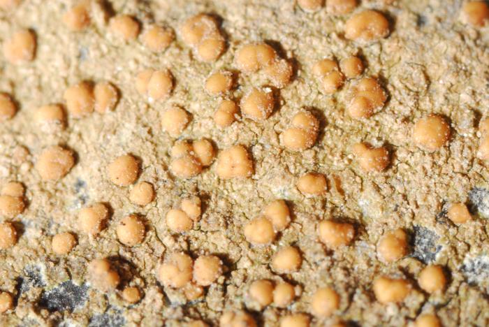 © Domenico Puntillo