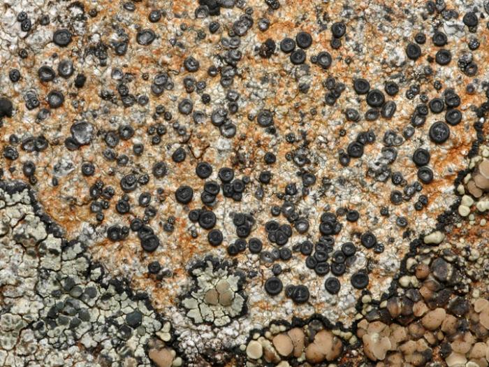 &copy; Leif Stridvall