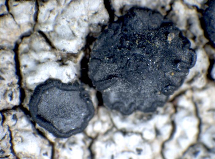 &copy; Pier Luigi Nimis