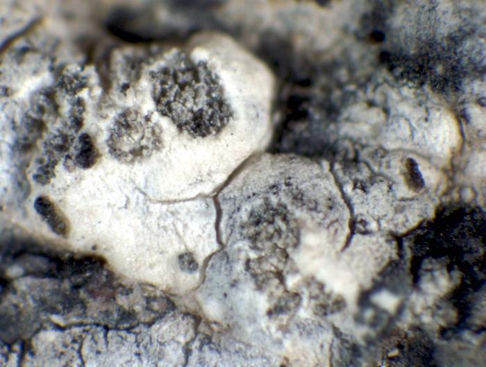 &copy; Pier Luigi Nimis