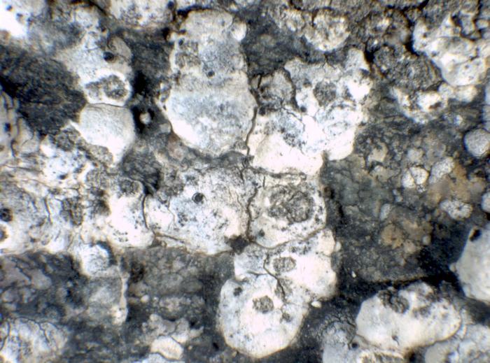 &copy; Pier Luigi Nimis