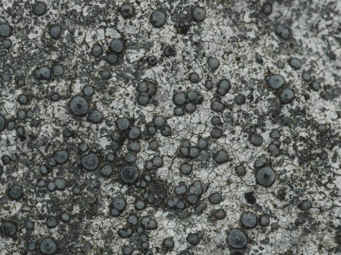 &copy; Leif Stridvall