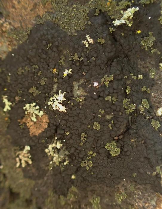 © Curtis Randall Björk