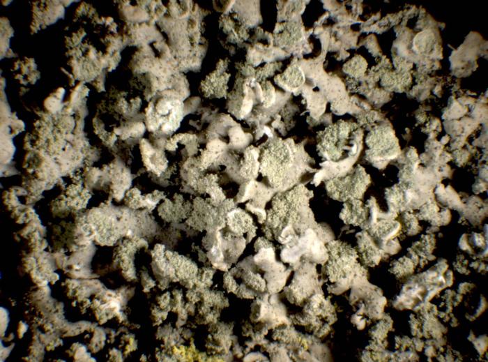 Physciella chloantha (Ach.) Essl., 1986