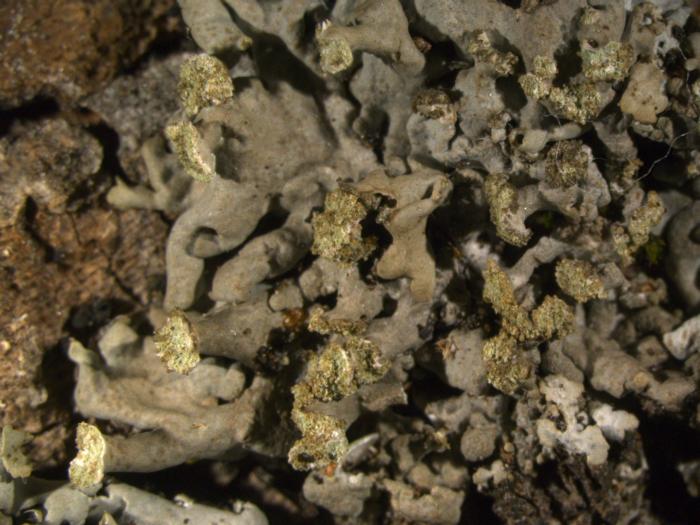 Physciella chloantha (Ach.) Essl., 1986