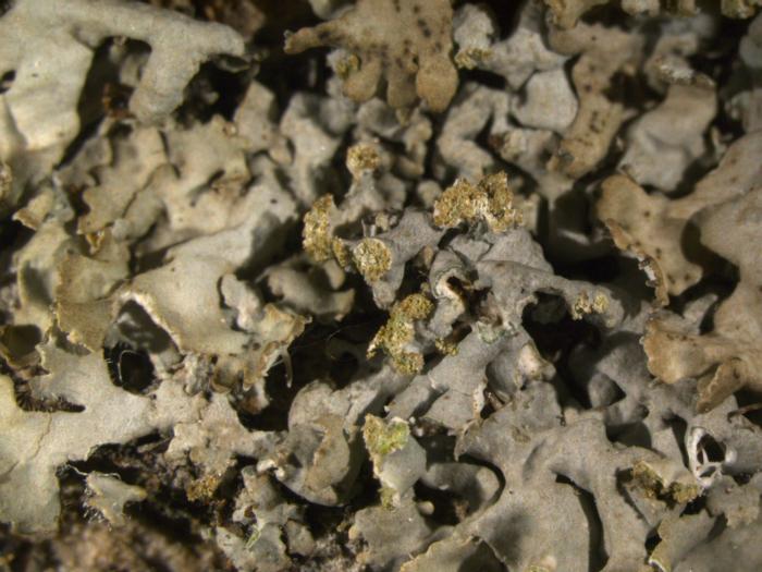 Physciella chloantha (Ach.) Essl., 1986