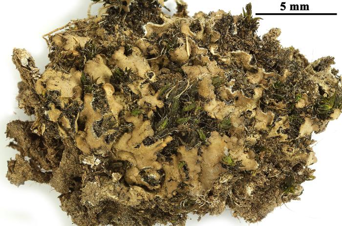 Physciella chloantha (Ach.) Essl., 1986
