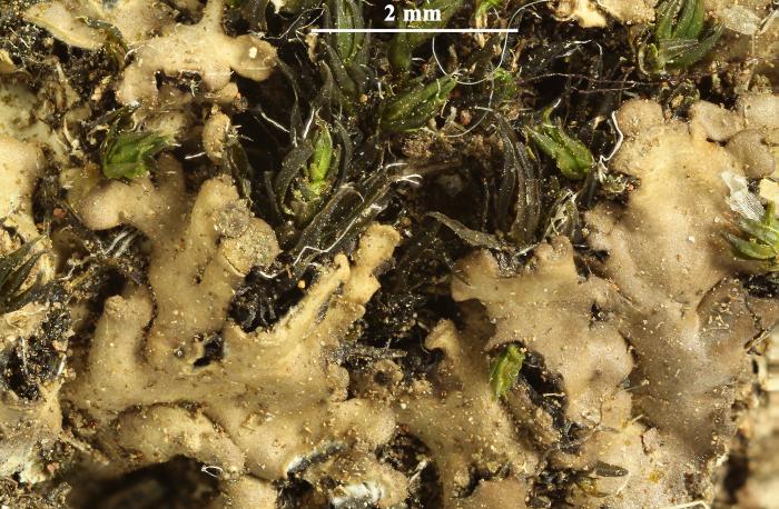 Physciella chloantha (Ach.) Essl., 1986