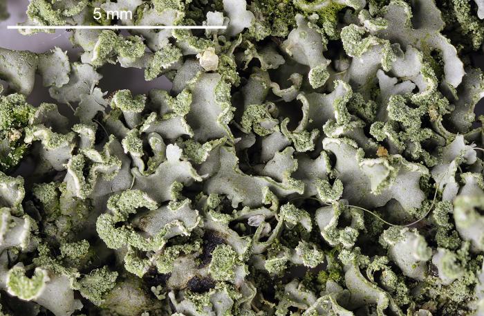 Physciella chloantha (Ach.) Essl., 1986