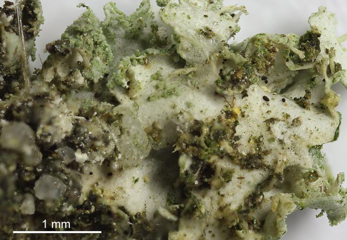 Physciella chloantha (Ach.) Essl., 1986