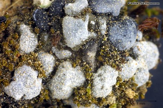 Thalloidima sedifolium (Scop.) Kistenich, Timdal, Bendiksby & S. Ekman, 2018